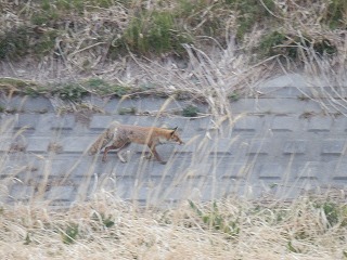 きつね きつね