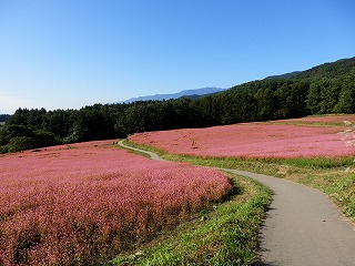 赤そばの畑