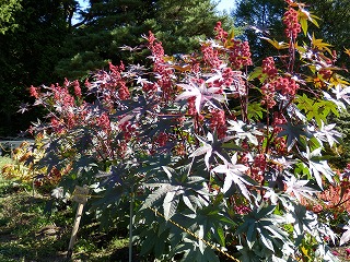 アラマンダ アラマンダ