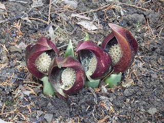 画像の説明 画像の説明