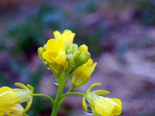 菜の花 菜の花