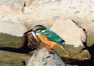 カワセミの画像-6 カワセミの画像-6