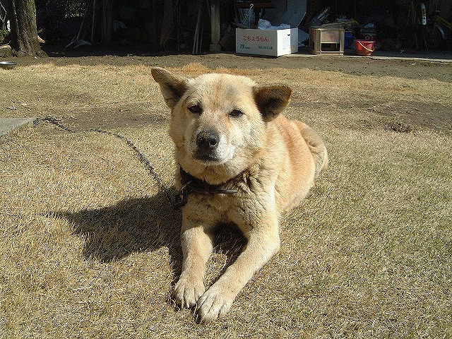 ペット茶子 ペット茶子